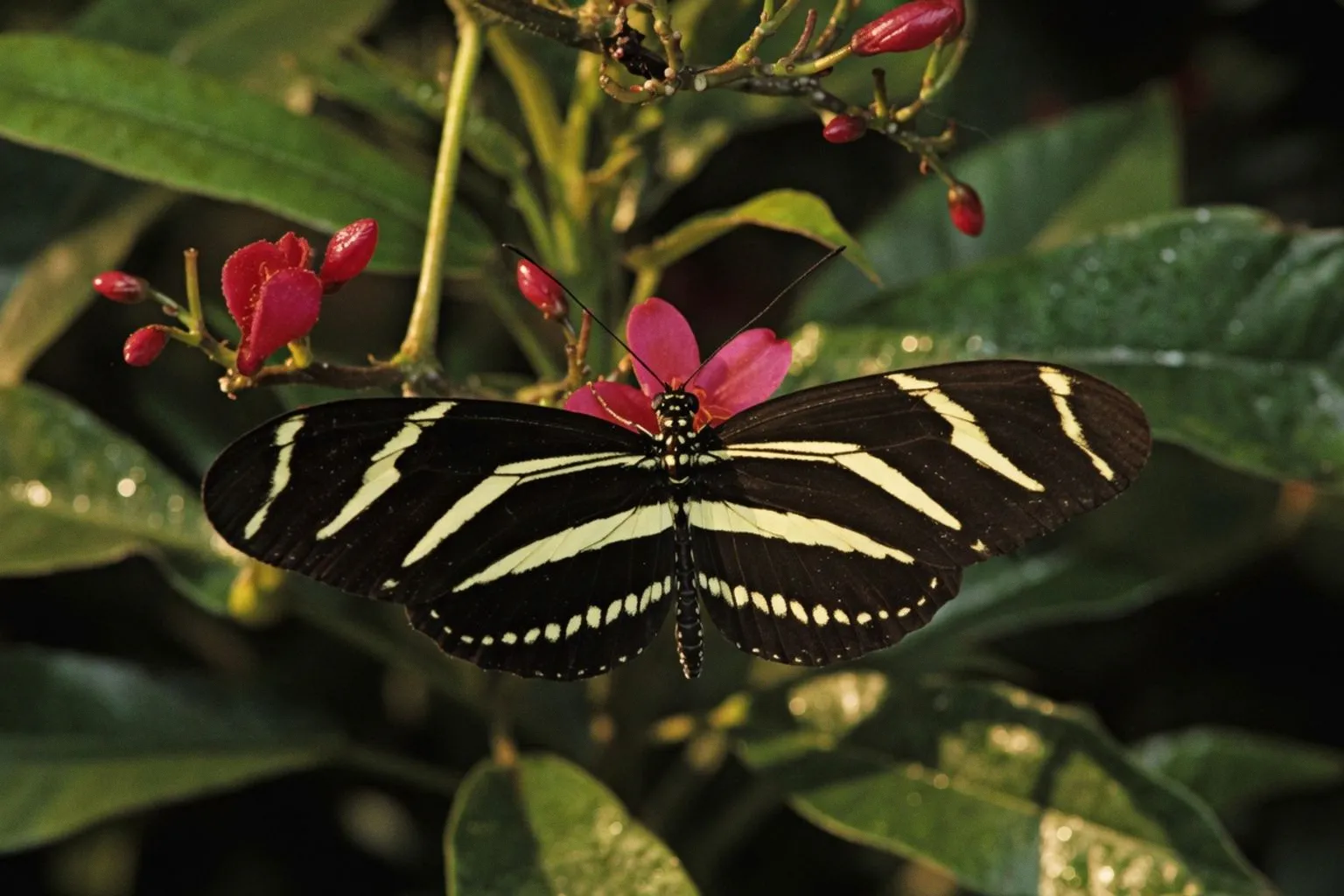 Механизмы долголетия бабочек Heliconius и нейропластичность мозга в 90 лет: обзор исследований