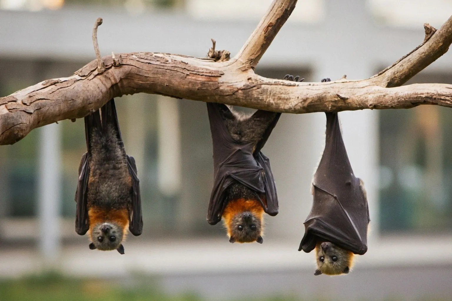 Секреты долголетия летучих мышей: как биология Myotis меняет подход к медицине